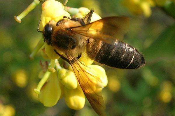 Abeille géante des montagnes de l'Himalaya Apis dorsata laboriosa