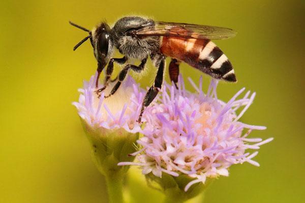 Abeille naine asiatique ou nain Apis floreа