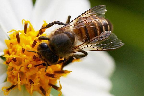 Abeja de cera china o Apis cerana.