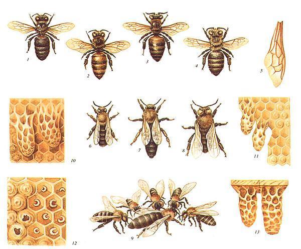 Races d'abeilles - Caucasienne de montagne grise, Caucasienne jaune, Italienne, Carpate