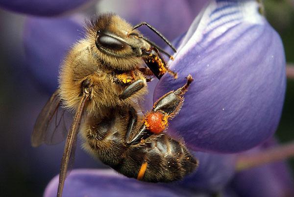 Race d'abeilles d'Europe noire ou de Russie centrale (Apis mellifera mellifera)