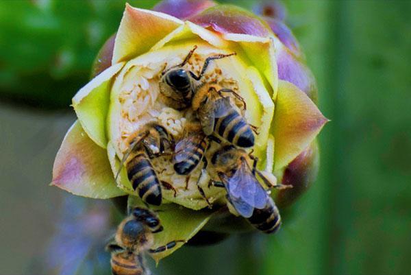 Race d'abeilles du Caucase des montagnes grises (Apis mellifera caucasica)