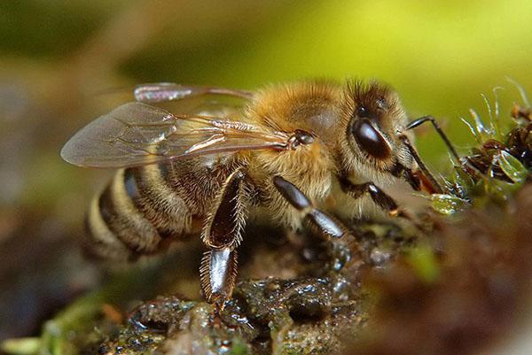 Race d'abeilles Krajinskaya (Apis mellifera carnica)