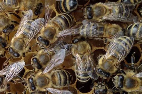 Race d'abeilles Krajinskaya ou karnika