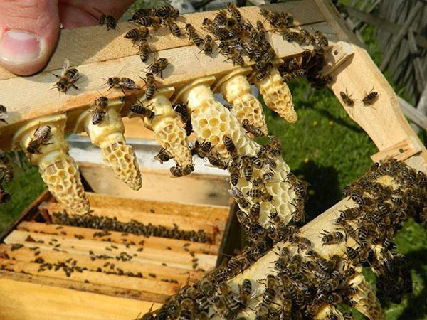 Abeja de los Cárpatos (Apis mellifera carpatica)