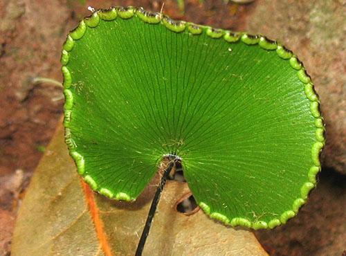 Maidenhair reniforme