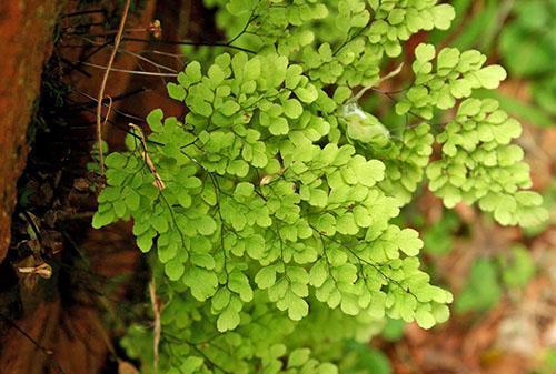 Adiantum Ruddy (A. raddianum)