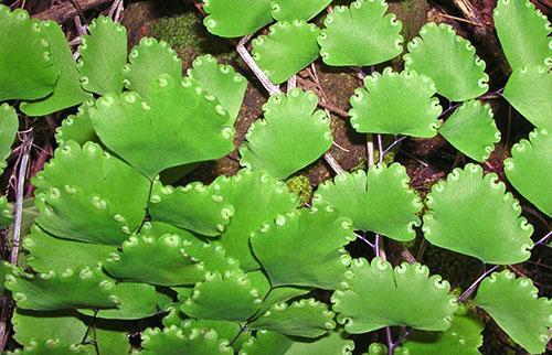 Maidenhair Ruddy con una forma y color de follaje que no se repiten