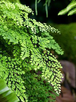 Fragancias Adiantum Ruddy (A. raddianum Fragrantissimum)