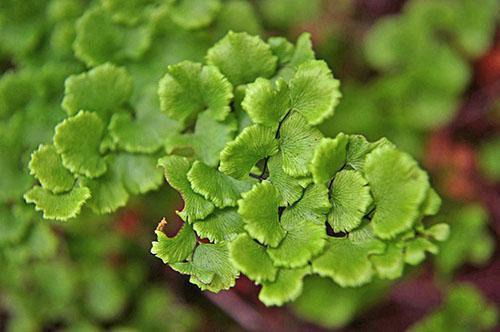 Culantrillo chileno (A. Chilense)