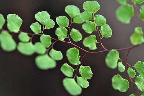 Maidenhair éthiopien (A. aethiopicum)