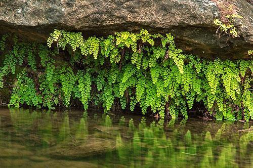 Le Maidenhair sur les pentes raides