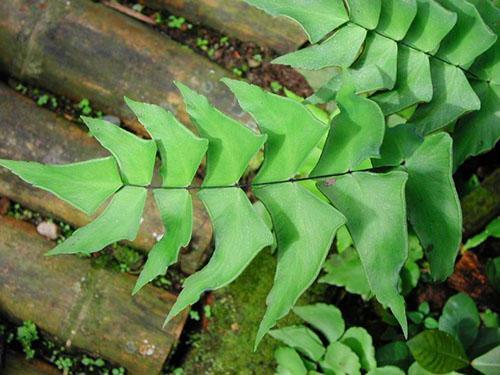 Culantrillo de hojas grandes (A. Macrophyllum)