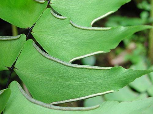 Structure unique des plaques de feuilles de maidenhair