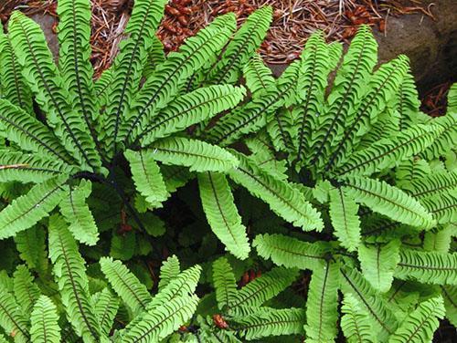 Arrêt Maidenhair, sous-espèce aleuticum