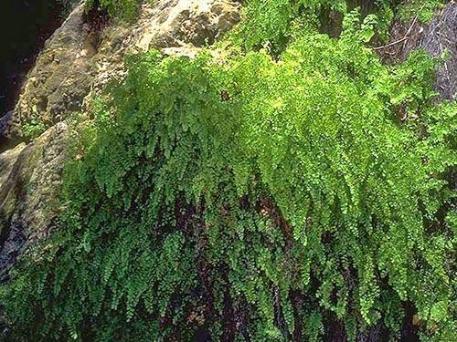 Plante unique Maidenhair