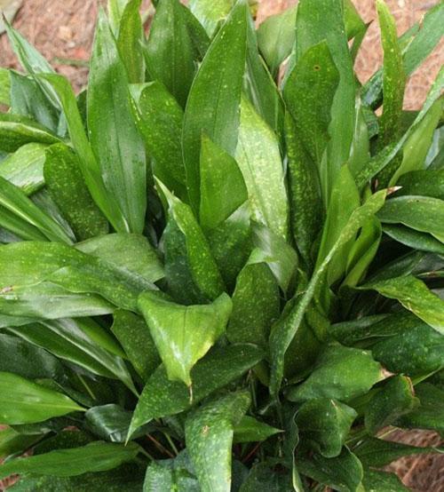 Aspidistra Sichuan (A. Sichuanensis)