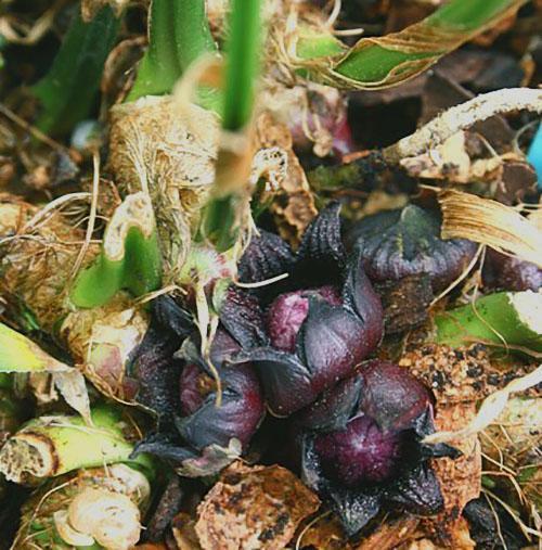 Floraison des espèces chinoises d'aspidistra