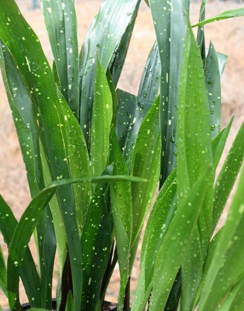 Aspidistra oblantsefolia (A. oblanceifolia)