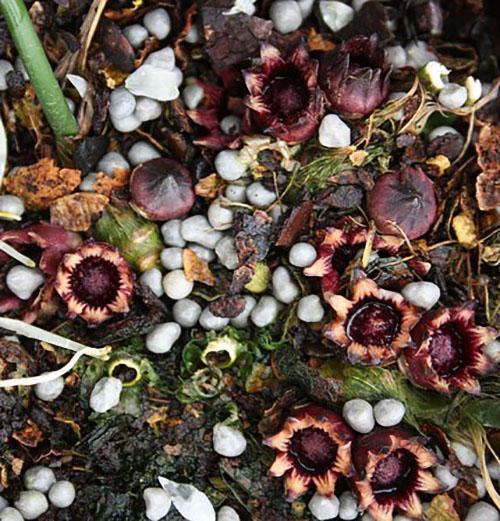 Aspidistra oblantsefolia florece