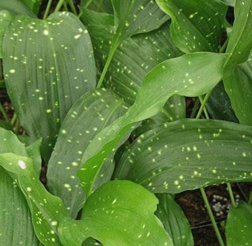 Aspidistra guanjou (A. Guangxiensis)