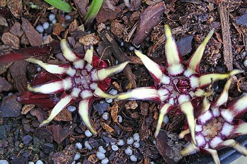 Aspidistra guanjou florece