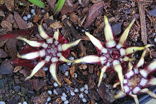 Aspidistra guanjou fleurit