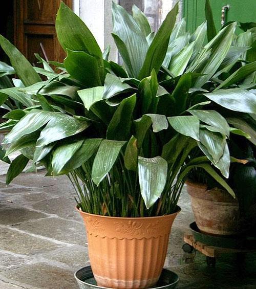 Aspidistra elatior, alta o de hoja ancha (A. elatior)