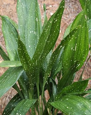 Una de las variedades de aspidistra variegada.
