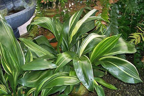 Aspidistra panaché