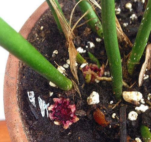 Fleurs à feuilles larges d'Aspidistra