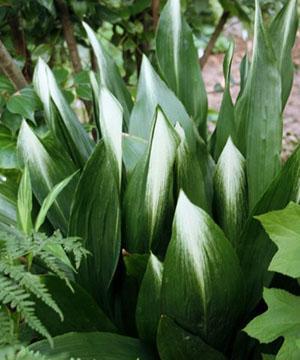 Aspidistra Variegata con manchas blancas brillantes