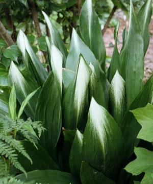 Aspidistra Variegata avec des taches blanches brillantes