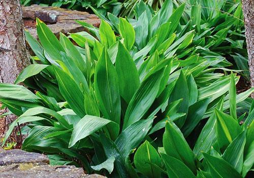 Aspidistra Attenuata (A. Attenuata)