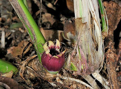 Floración de formas silvestres de aspidistra.