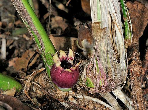 Floraison des formes sauvages d'aspidistra