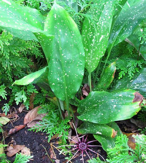 Aspidistra grandiflora (A. grandiflora)