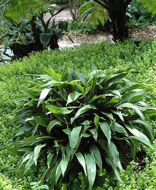 Aspidistra en diseño de paisaje