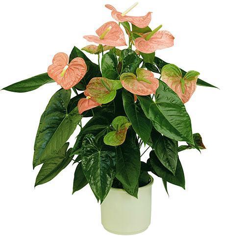 Anthurium rose Tennessee