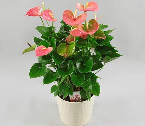 Variété d'Anthurium Lady Love