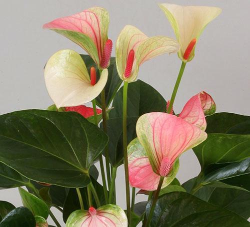 Variétés d'Anthurium Fantasy Love