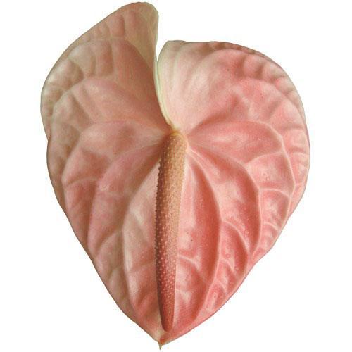 Variétés d'Anthurium Blush