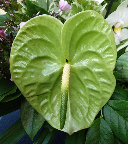 Anthurium vert Midori