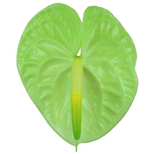 Cultivar d'Anthurium de citron vert