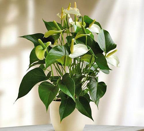 Variétés d'Anthurium Champion blanc