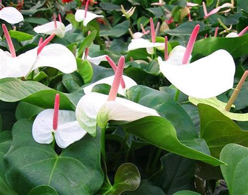 Anthurium blanc spectaculaire White Heart