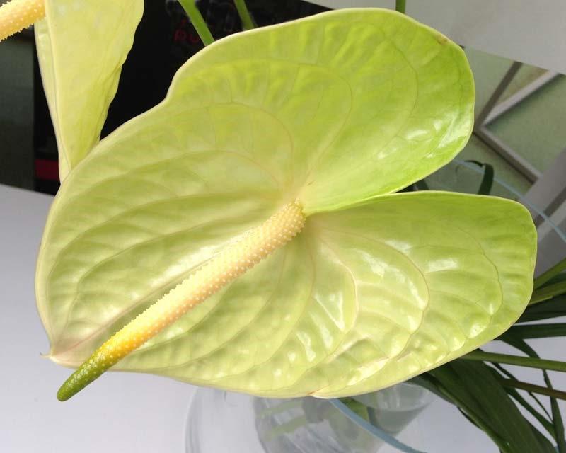 L'anthurium jaune appartient au cultivar Lemona