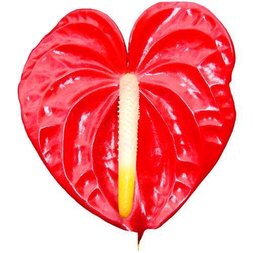 Anthurium rouge