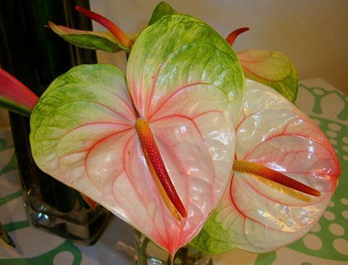 Anthurium Arc-en-ciel Obake