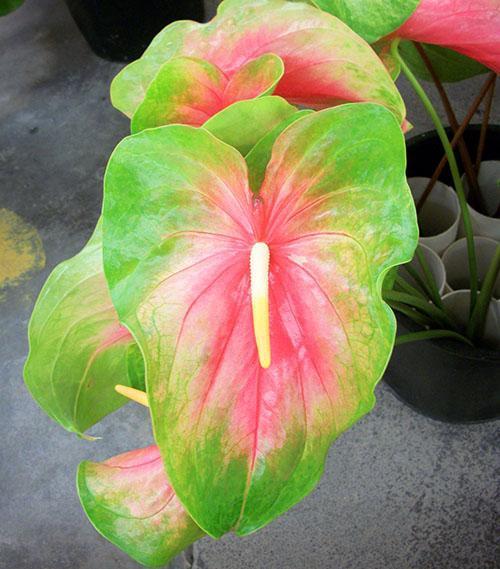 Variété Anthurium Pastèque Obake